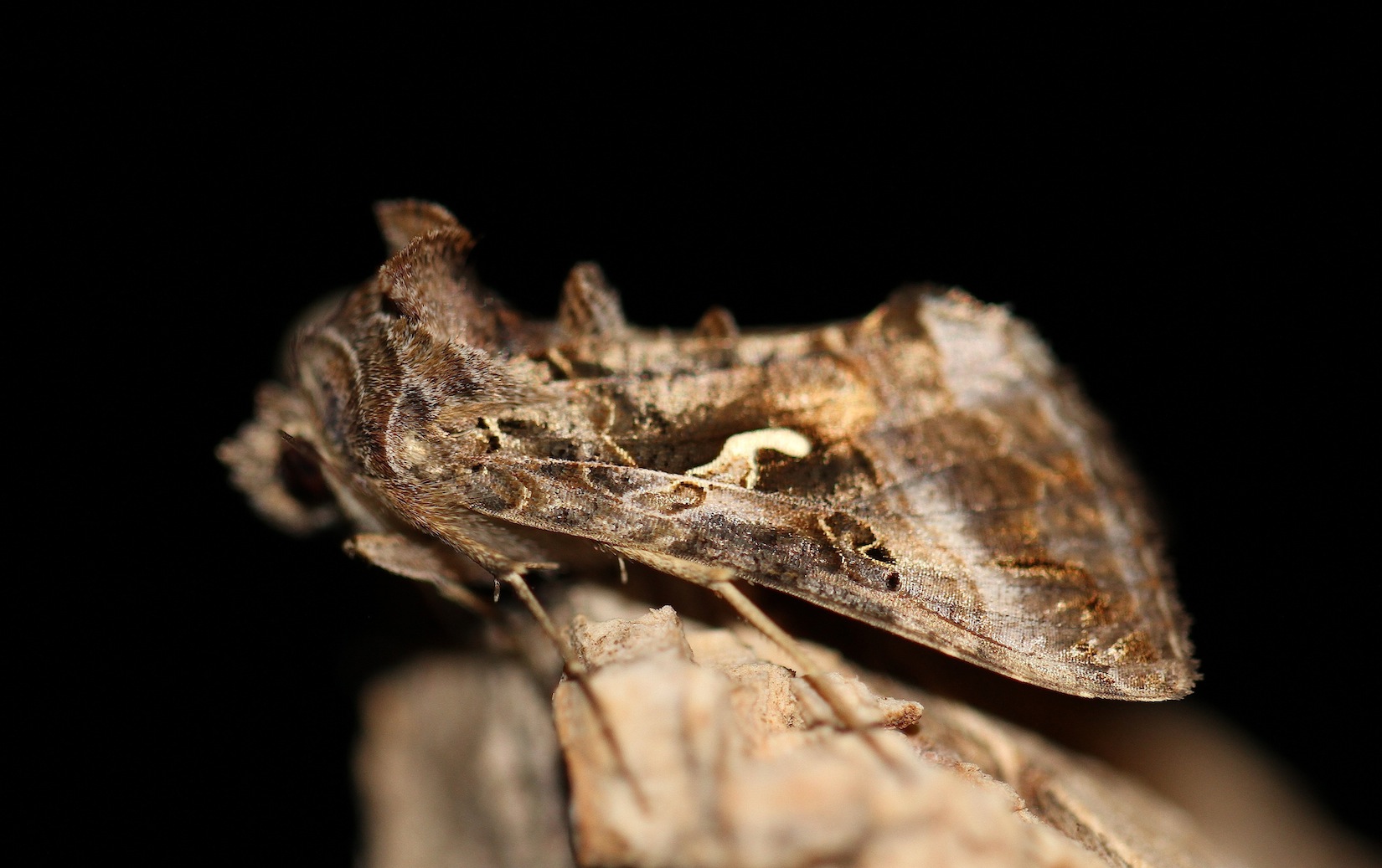 Autographa ?